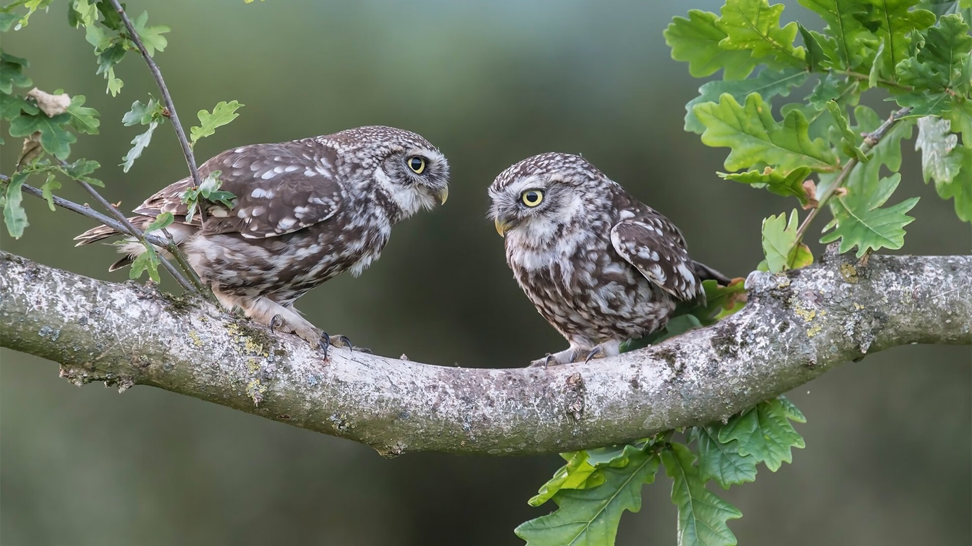 《2025英雄联盟季后赛,EDG逆袭战胜G2夺冠》,lol季后赛edg