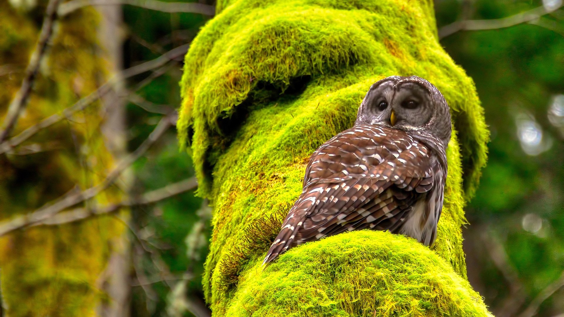 九游-乡村足球联赛，点燃乡村的运动热情，村级足球场 乡村振兴
