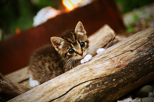 九游电脑版-哥伦比亚马术协会与亚洲马术协会建立合作关系，推动区域发展。